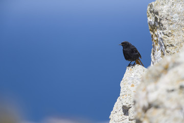 A male black redstart (Phoenicurus ochruros) perched on the coastal rocks of the Algarve Portugal.