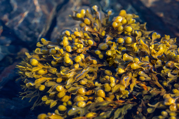 Brown algae in clean sea water © sokko_natalia