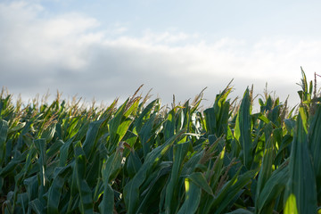 Detail of the top of a full size corn plantation just before the collection