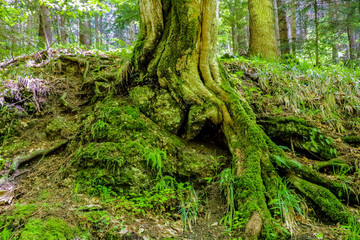 Fototapeta premium Big roots of a tree with moss and green leafs in a forest.