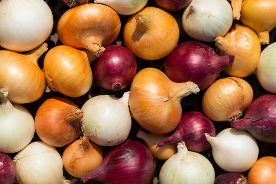 Multicolor onion. Harvest root crops. Red, yellow and white vegetable. Variegated bow - plant background.
