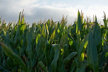 Detail of the top of a full size corn plantation just before the collection