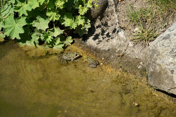 Pond frog photographed on a sunny spring day in Germany on a calm waters.