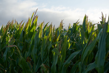 Detail of the top of a full size corn plantation just before the collection