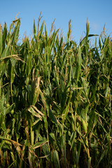 Fototapeta premium Detail of the top of a full size corn plantation just before the collection