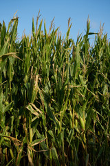 Detail of the top of a full size corn plantation just before the collection