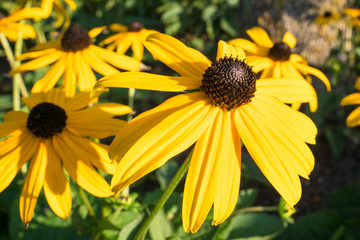 Yellow coneflowers in a park