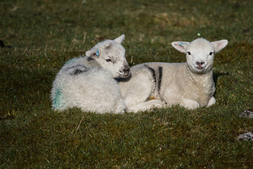lambs in a field