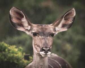 Female Kudu