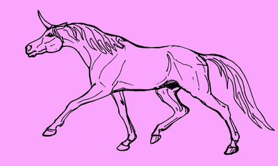 vector isolated drawing of one unicorn on pink background  