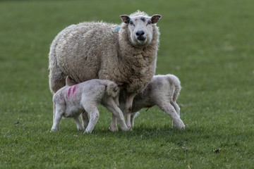 sheep feeding lambs