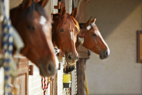 Three brown horses in the stable