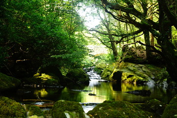 Stairstream in Tollymore Forest Park, Down, Northern Ireland