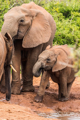 Obraz premium Elephant Family