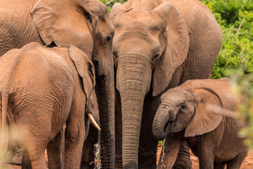 Elephant Family © Marcel Rudolph-Gajda