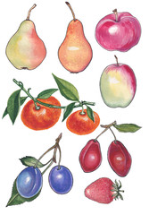 Set of watercolorillustration of fruits.