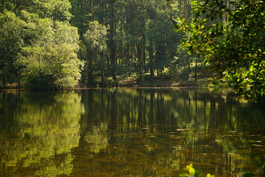 Reflexes on Tollymore Forest Park, Down, Northern Ireland