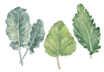 Green leaves isolated on white background.