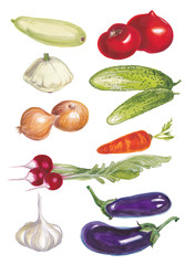 Watercolor set of vegetables isolated on white background