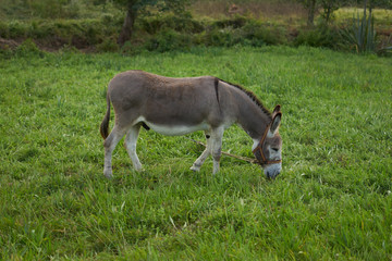 Naklejka na ściany i meble Donkey on a grass field