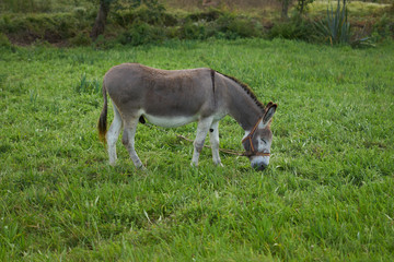 Donkey on a grass field