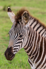 Fototapeta na wymiar Zebra Baby Portrait