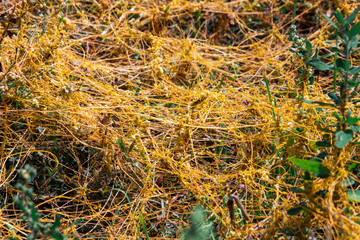 Dodder Genus Cuscuta is The parasite wraps