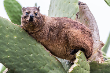 Rock Hyrax