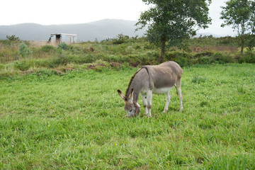 Donkey on a grass field
