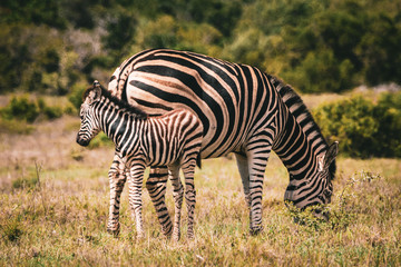 Fototapeta na wymiar Mother and baby zebra
