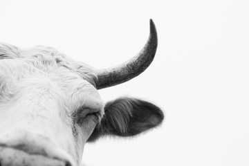 Cow close up in black and white, high key farm animal portrait isolated on background.