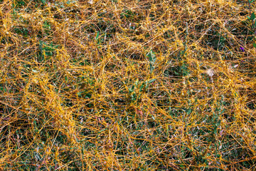 Dodder Genus Cuscuta is The parasite wraps