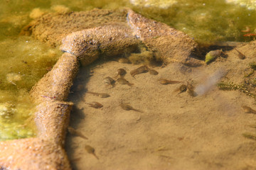 Tadpoles photographed on a sunny spring day in Germany on a calm waters.