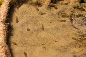 Tadpoles photographed on a sunny spring day in Germany on a calm waters.