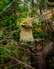 baya weaver on nest