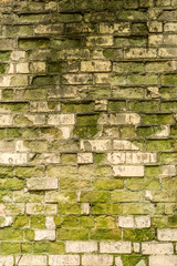 partially destroyed wall of white brick and covered with green mold, a shadow from the trees on the old wall, retro architecture abstraction background