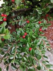 Red autumn berry bush against wall