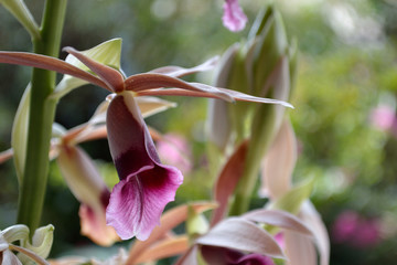 Obraz premium Orchid