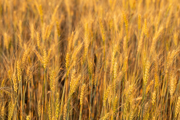 Golden cereals ready for harvest. Grain field. Space for wheat. Land for agricultural purposes. Food base of the human race.