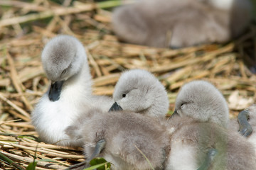 cygnets