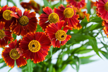 Gelenium autumn flowers on a white background