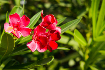  Red beautiful oleander flowers on a blurry green background