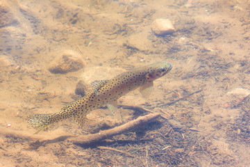 Trout in Pond