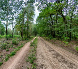 Country road the Korenburgerveen near Winterswijk in NL