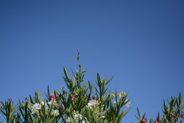 Bushes of white and pink oleander against a blue sky