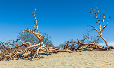 Dead Trees at Mesquite Flat Sand Dunes.Death Valley National Park.California.USA