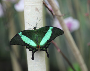 butterfly with green wings resting on a branch