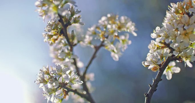 arbre cerisier et pommier en fleur. Fleurs blanches dans un environnement de campagne et de nature. prise de vue faible ouverture avec une faible profondeur de champs. Vid&eacute;o inspirante