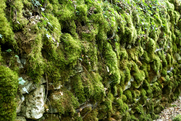 mur de mousse