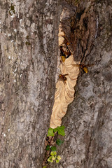 Hornissenvolk in einem Birnbaum